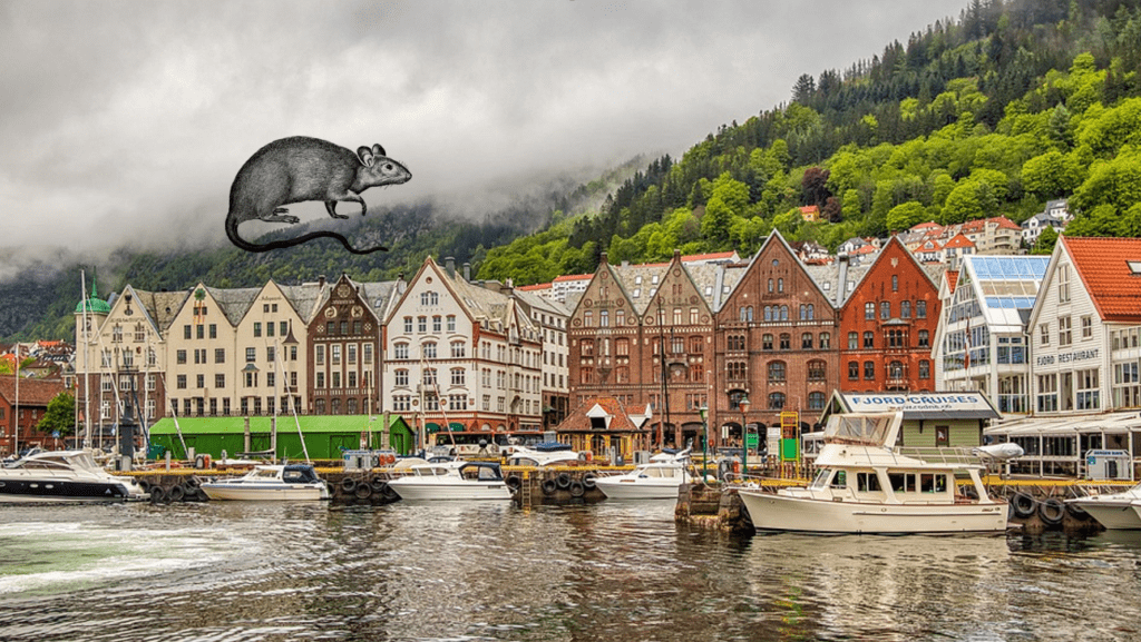 bildet viser Bergen har problemer med rotter