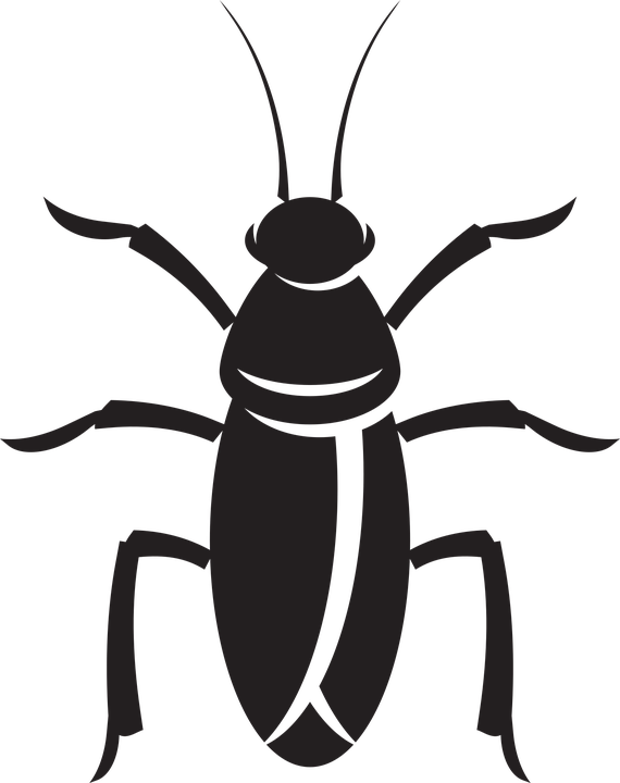 bildet viser Kakerlakk