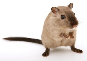 bildet viser Illustrasjonsfoto av rotte